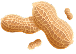 Three peanuts on a white background