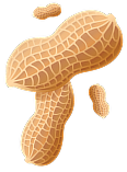 Illustration of a peanut on a white background